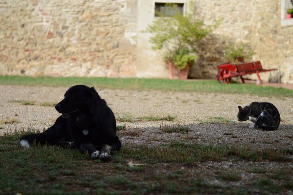 Agriturismo Podere La Selva Villa Serre Di Rapolano Екстериор снимка